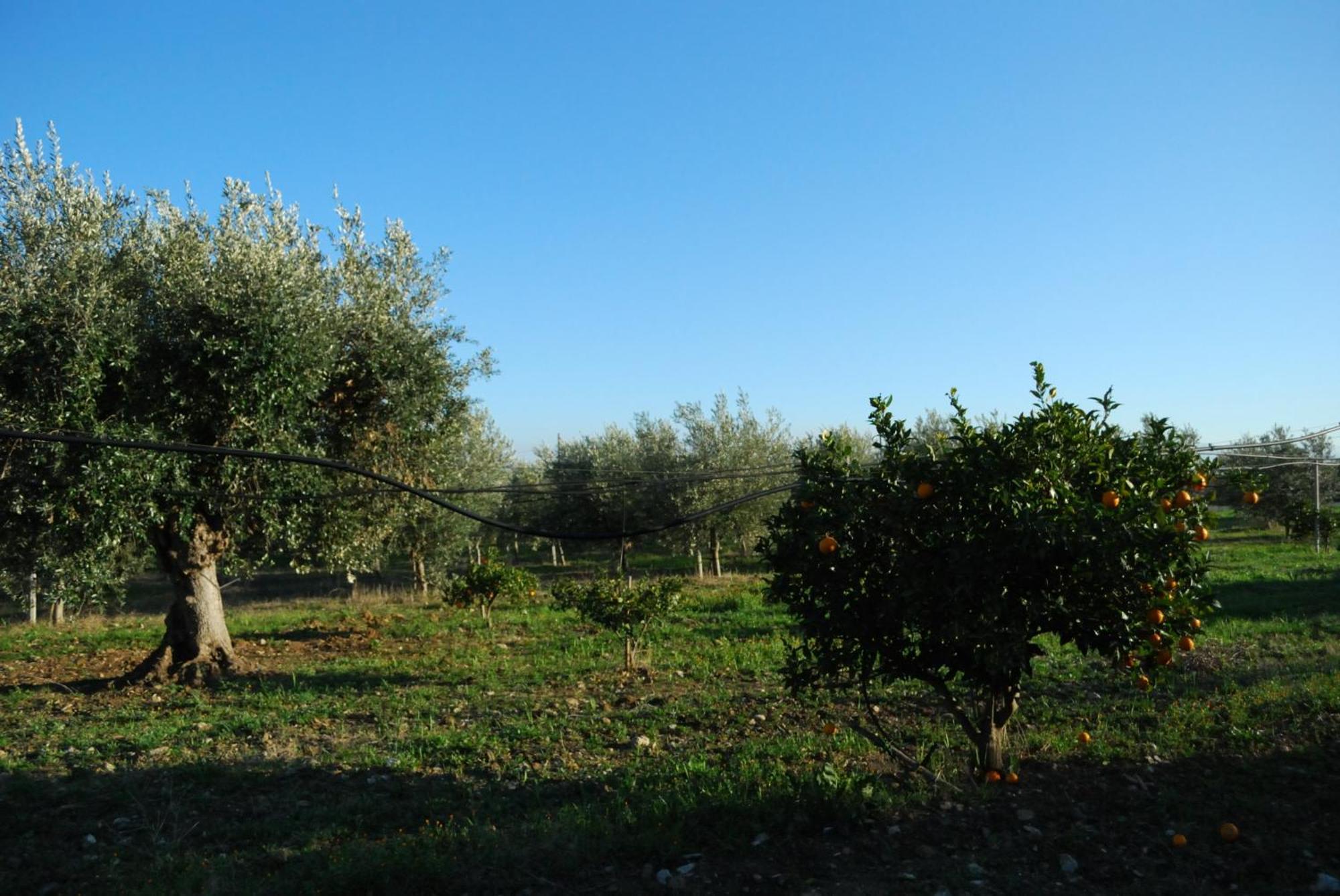 Agriturismo - B&B "La Funicolare" Francavilla Marittima Экстерьер фото
