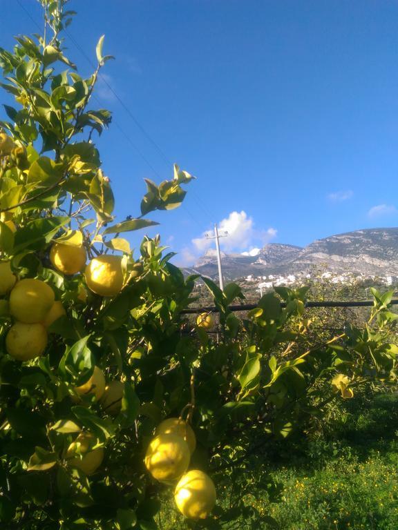Agriturismo - B&B "La Funicolare" Francavilla Marittima Экстерьер фото